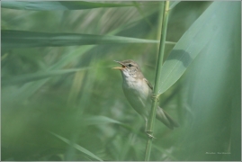 <p>RÁKOSNÍK OBECNÝ (Acrocephalus scirpaceus)</p>